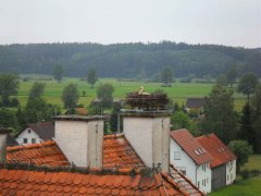 Storch Münsterhausen