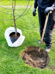 Förderung der Pflanzung von Obstbäumen