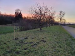 Obstbaumplanzungen in Münsterhausen - Bild